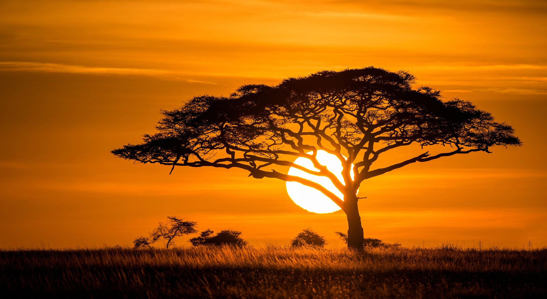 Sunset behind a lone acacia tree in the savannah.
